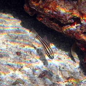 Reef-flat Cardinalfish