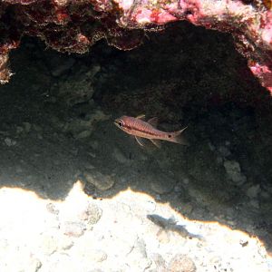 Iridescent Cardinalfish