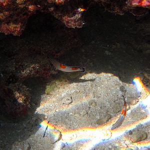 Clown Coris (juvenile phase)