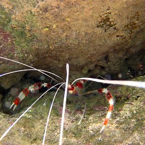 Banded Shrimp