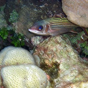 Spotfin Squirrelfish