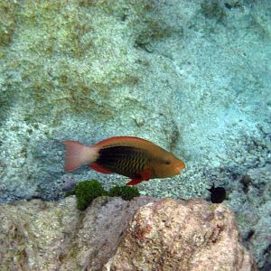 Bridled Parrotfish (initial phase)