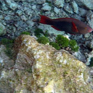 Bridled Parrotfish (initial phase)