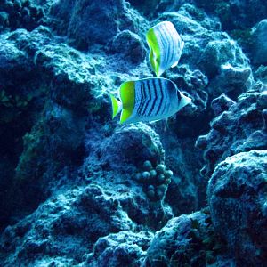 Yellowback Butterflyfish