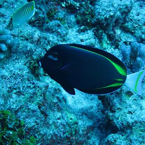White-cheeked Surgeonfish