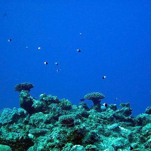 Half-and-Half Chromis