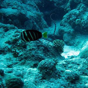 Sailfin Tang and Seasnakes