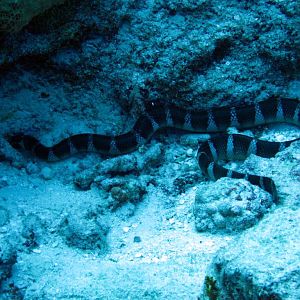 Niue Seasnake