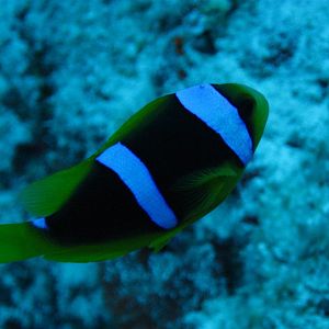 Clarks Anemonefish