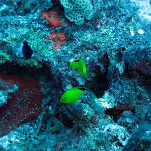 Yellow Pygmy Angelfish