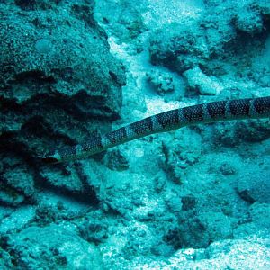 Niue Seasnake