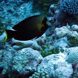 Mimic Surgeonfish