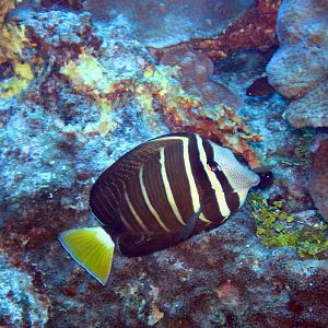 Pacific Sailfin Tang