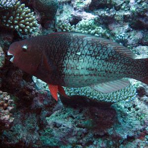 Redlip Parrotfish (initial phase)