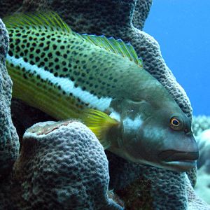 Halfspotted Hawkfish