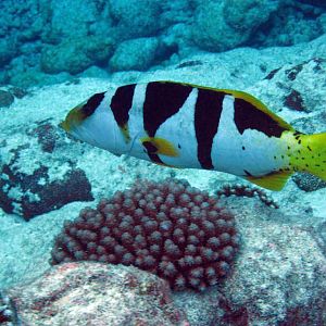 Blacksaddled Coral Grouper