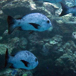 Black Snapper (Macolor niger)