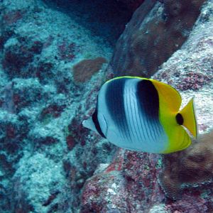Pacific Doublesaddle Butterflyfish