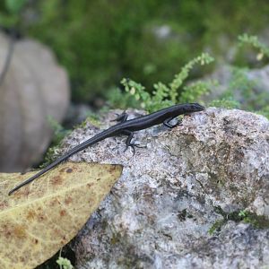 Cryptoblepharus spp.