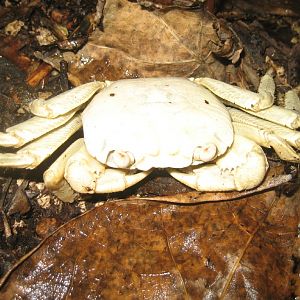 Ghost Crab