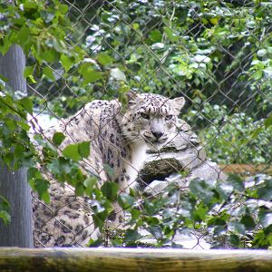 Irina the snow leopard at Marwell Wildlife on 26 August 2011
