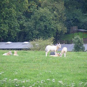 Scimitar-horned oryx calves at Marwell Wildlife on 26 August 2011