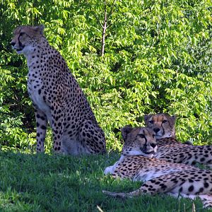 Cheetahs
