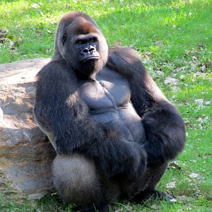 Gorilla