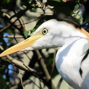 Cattle Egret
