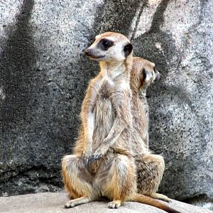 Back-to-back Meerkats