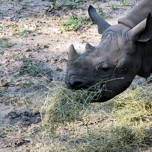 Black Rhino Calf