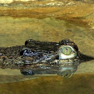 Slender-snouted Crocodile