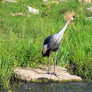 Gray Crowned Crane