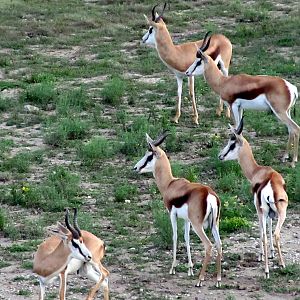 Springbok