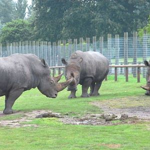 Rhino Stand Off - 04.08.2011