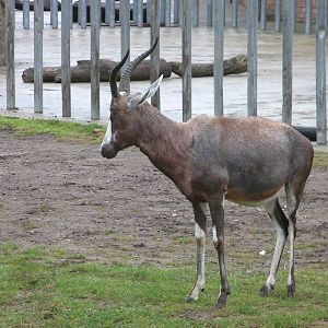 Blesbok - 04.08.2011