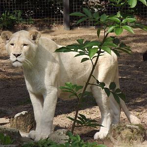 White lioness