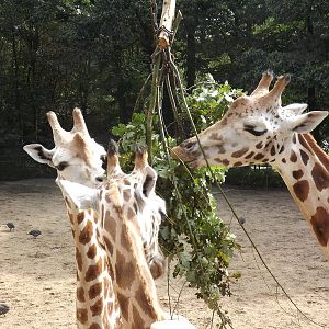 Rothschild's giraffes browsing