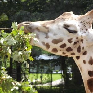 Rothschild's giraffe