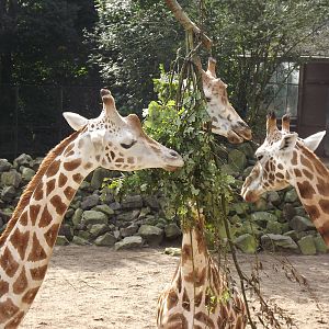 Rothschild's giraffe