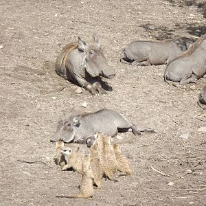 Northern warthogs and meerkats sunbathing