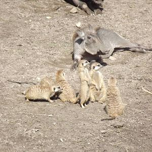 Northern warthogs and meerkats sunbathing