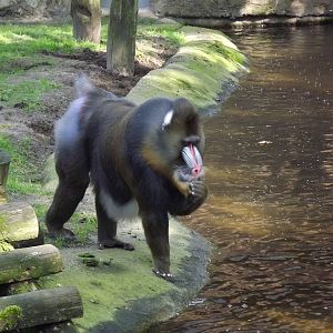 Mandrill