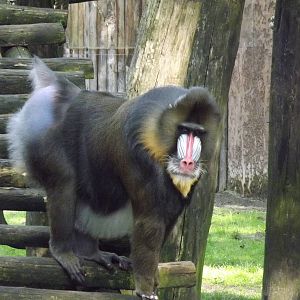 Mandrill