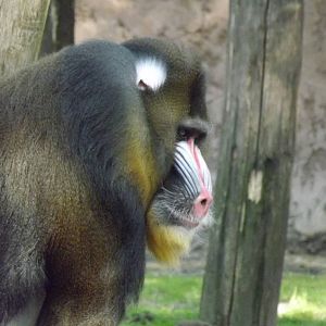 Mandrill