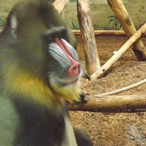 Mandrill