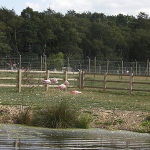 Flamingo - 19.08.2011