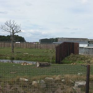 Lion Country Pride 1 - 19.08.2011