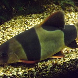 Clown Loach