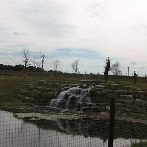 Lion Country Pride 2 - 19.08.2011